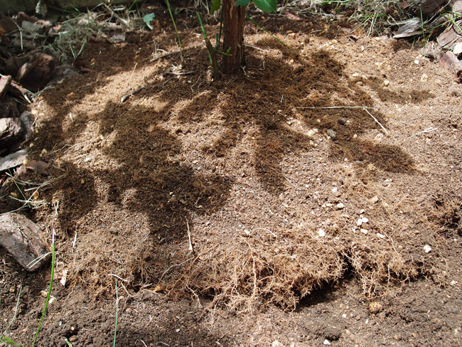 ブルーベリーの植え替えや移植で樹を抜く方法 ブルーベリー収穫奮闘記