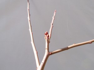 長果枝に付く花芽