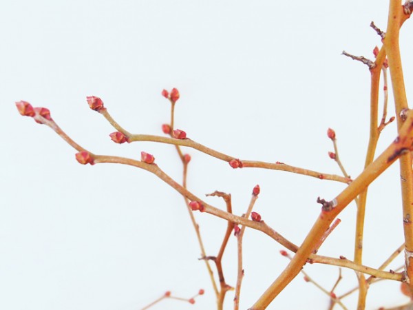 ブルーベリーの実の付き方 （長果枝と短果枝） ブルーベリー収穫奮闘記