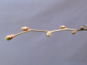 ティフブルー花芽の成長