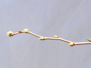 パウダーブルーの花芽と葉芽