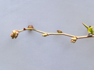 パウダーブルーの花芽
