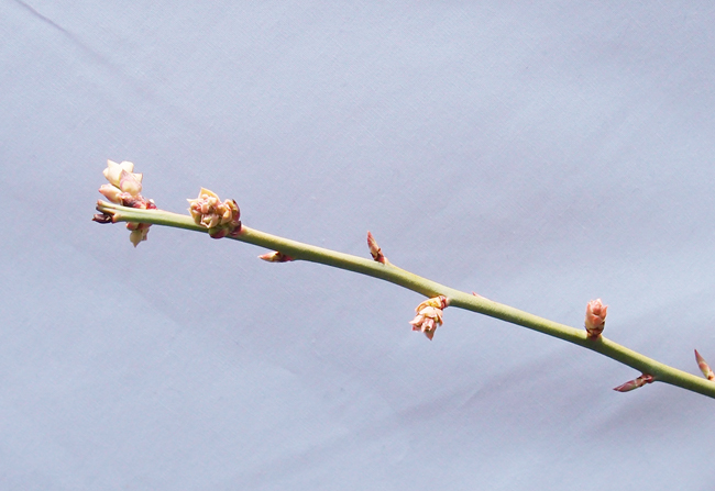 ノビリスブルーの花芽が伸び始める