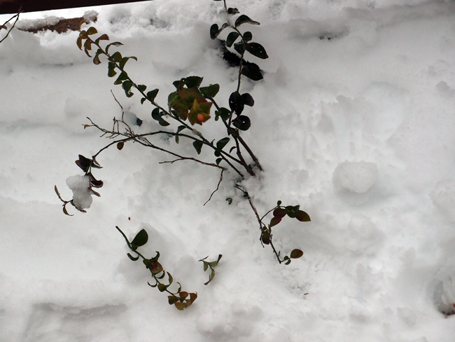雪の重みで折れたブルーベリーの枝