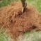 ブルーベリーの植え替えや移植で樹を抜く方法